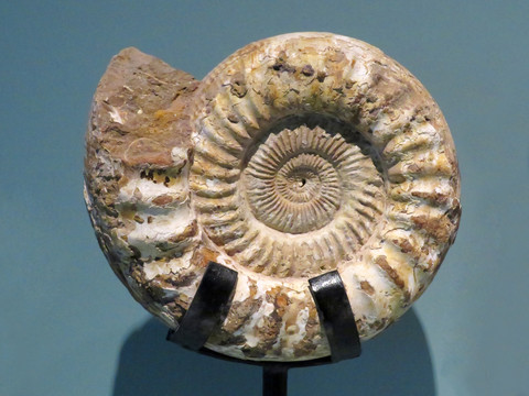 鹦鹉螺化石