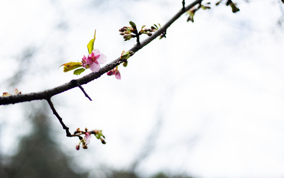 春雨润花早樱