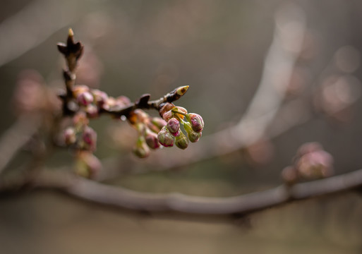 抽芽