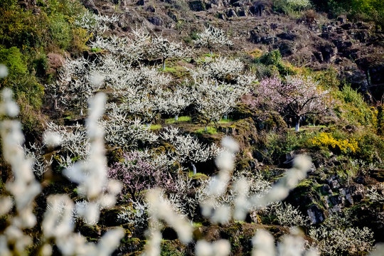 春暖花开