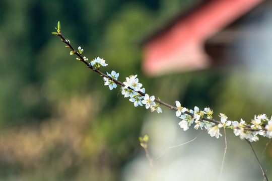 春暖花开