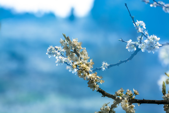 春暖花开