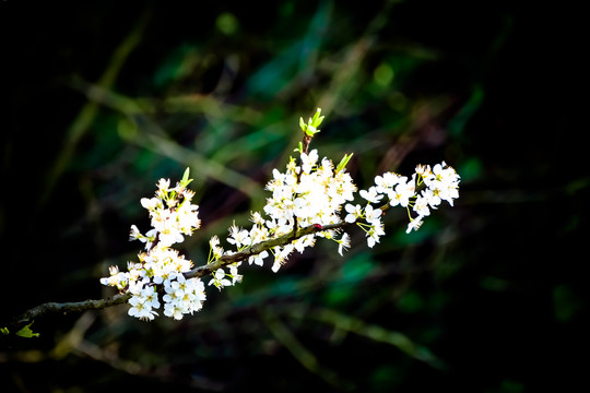 春暖花开