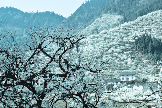 春暖花开雪纷纷