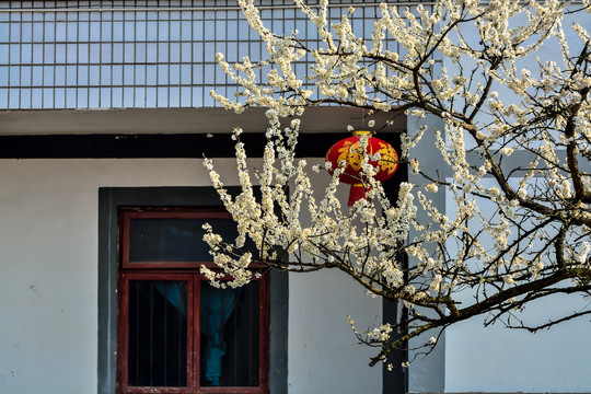 房前屋后李子花