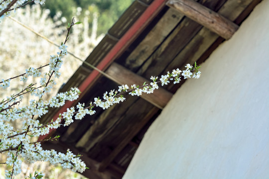 房前屋后李子花