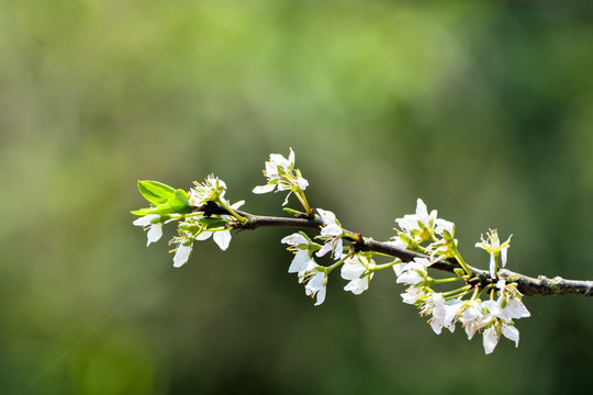 李子花