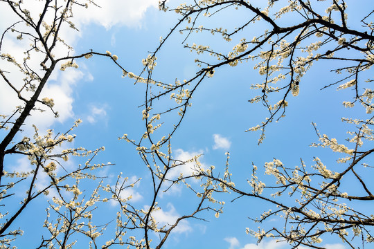 春暖花开李子花