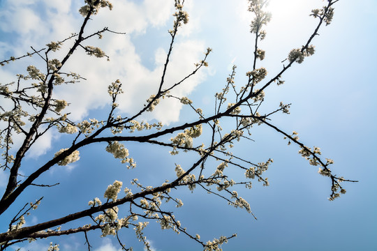 李子花