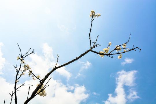 春暖花开