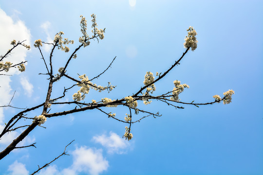 春暖花开