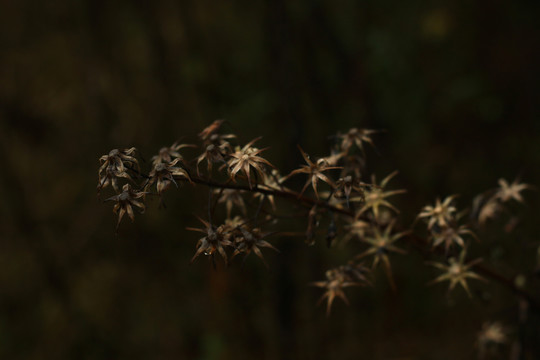 干枯的植物花托