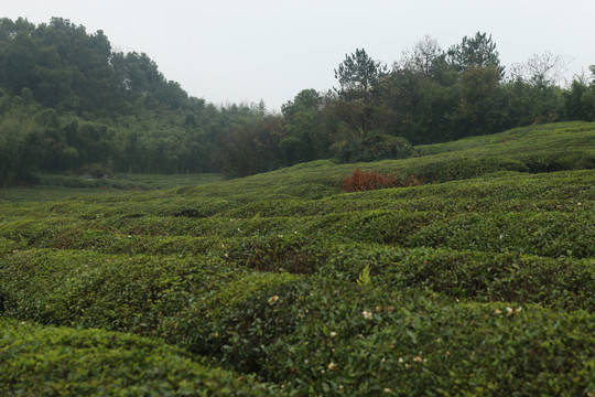 细雨中的茶园