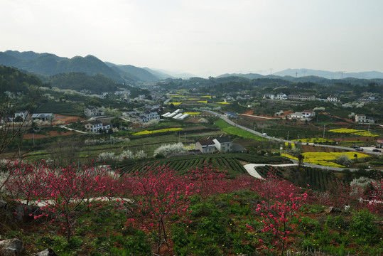 春天桃花园风光