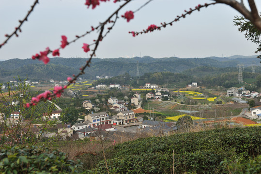 春天桃花园风光