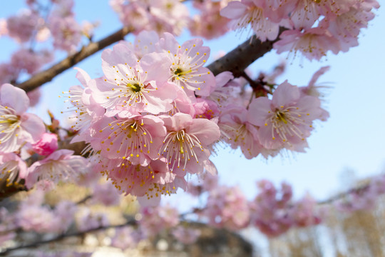 樱花