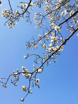 白玉兰