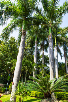 热带植物树林