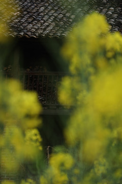 油菜花田