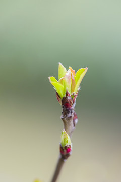 春天树枝发嫩芽