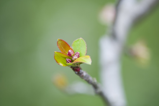 春天树枝发嫩芽