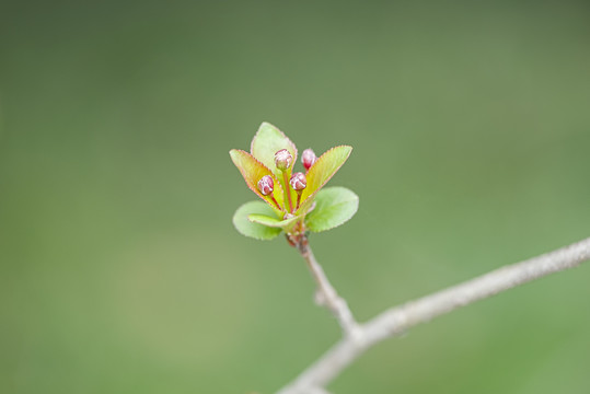 春天树枝发嫩芽