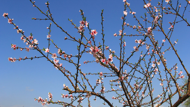 桃花树枝条