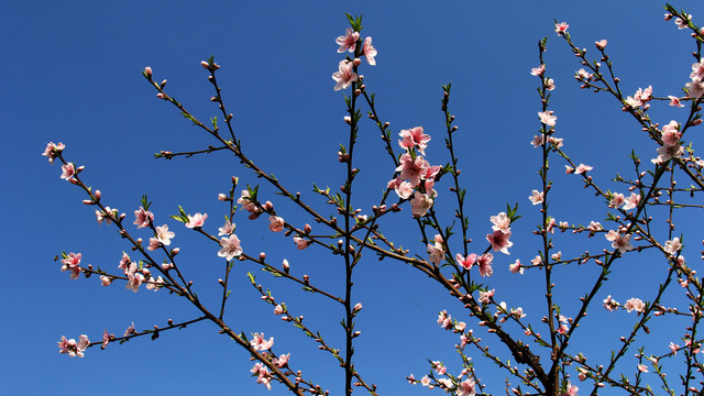 桃花树