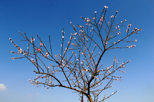 桃花树