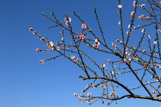 桃花树枝条