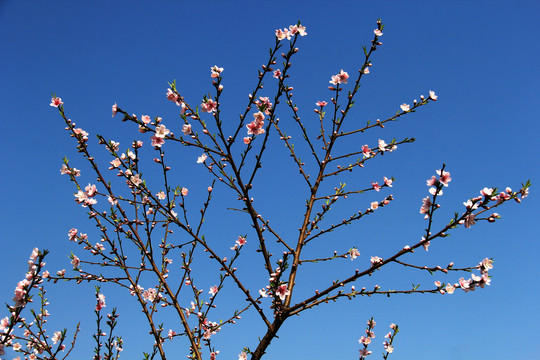 桃花树枝条