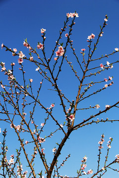 桃花树枝条