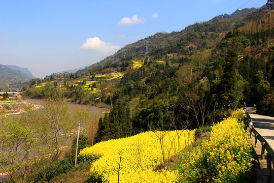 乡村油菜花