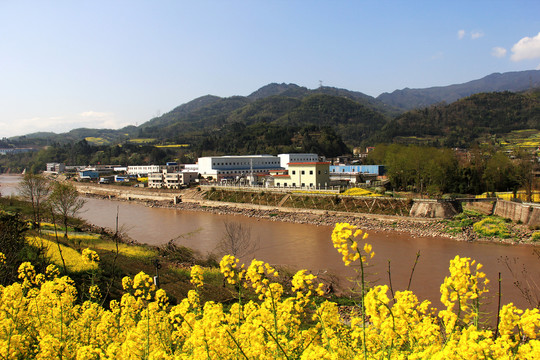 乡村油菜花