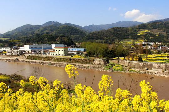 乡村油菜花
