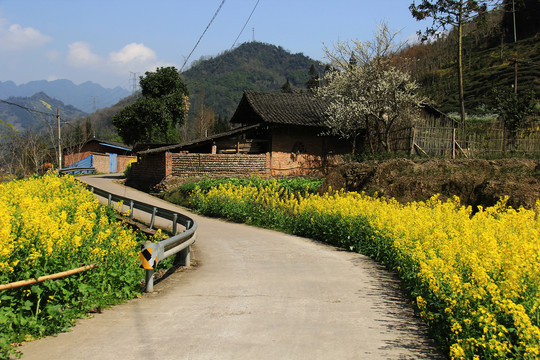 乡村油菜花公路