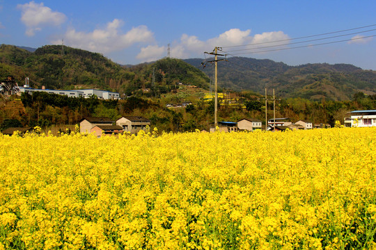 乡村油菜花田