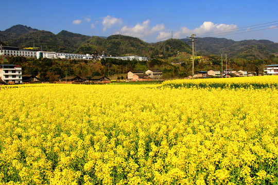乡村油菜花田