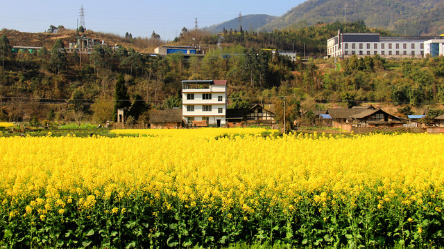 乡村油菜花田