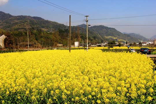 乡村油菜花田