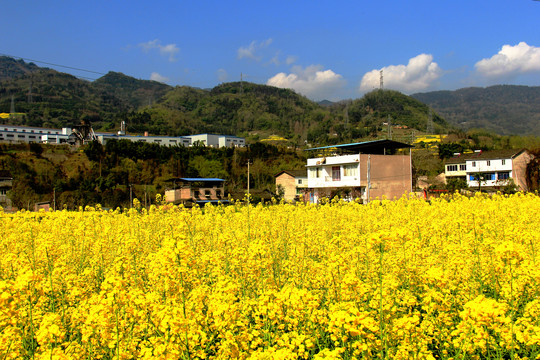 乡村油菜花田