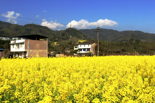 乡村油菜花田