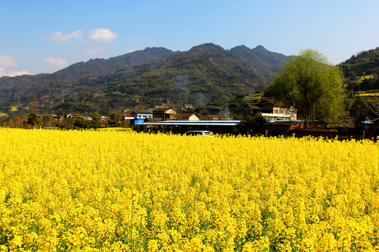 乡村油菜花田