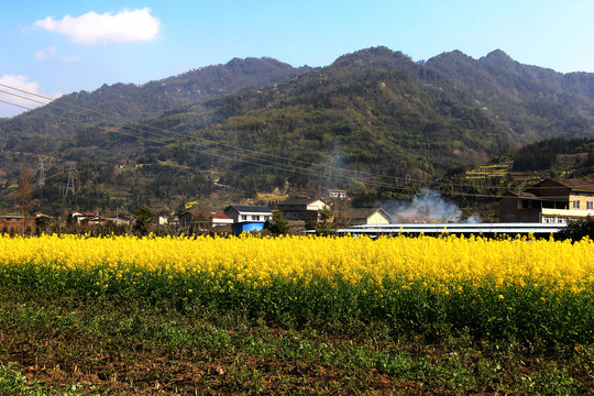 乡村油菜花田