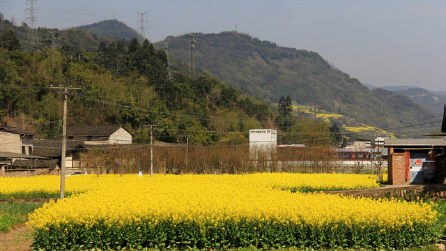 乡村油菜花田