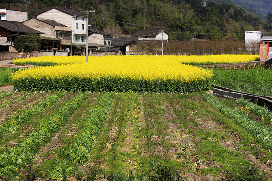 乡村油菜花田