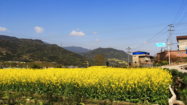 乡村油菜花田