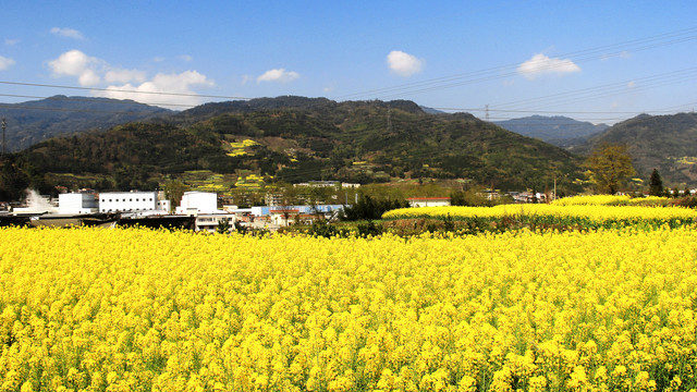 乡村油菜花田
