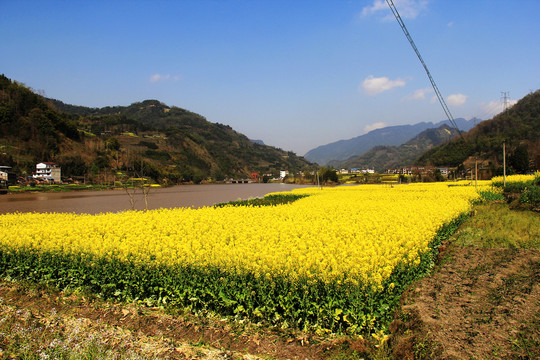 乡村油菜花田