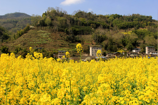 乡村油菜花田
